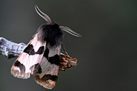 Watsonarctia deserta Watsonarctia deserta